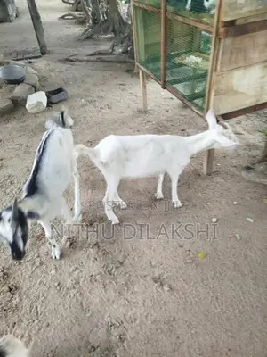 Farm Goat