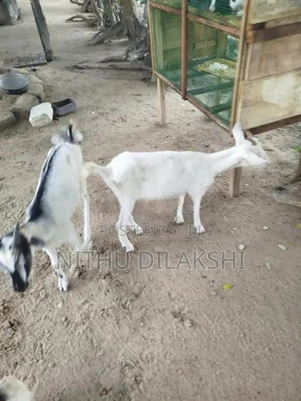 Farm Goat