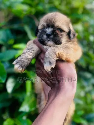 Shih Tzu Puppy