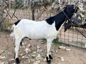 Farm Goat