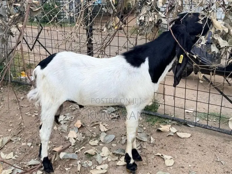 Farm Goat