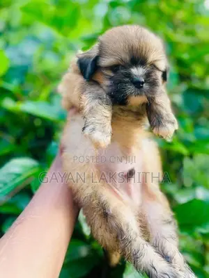 Shih Tzu Puppy