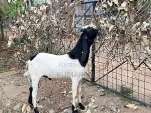 Farm Goat
