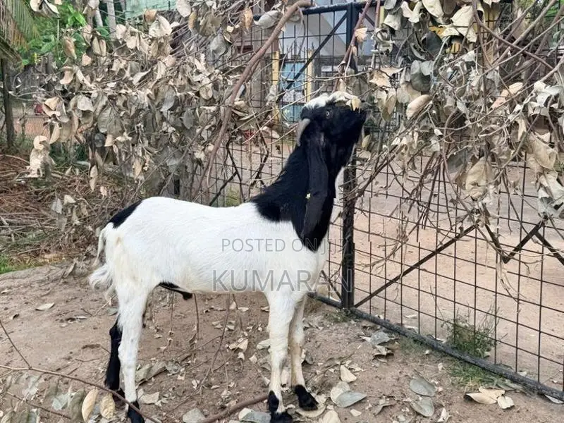 Farm Goat