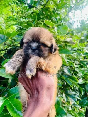 Shih Tzu Puppy