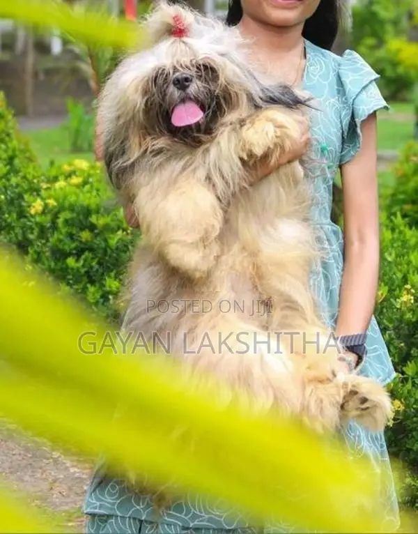 Shih Tzu Puppy