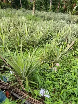 අන්නාසි පැළ