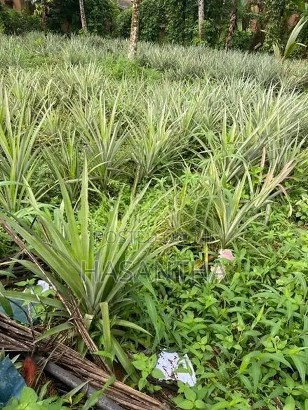 අන්නාසි පැළ