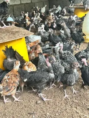 මාස 2 ගම් කිකිළි පැටව්