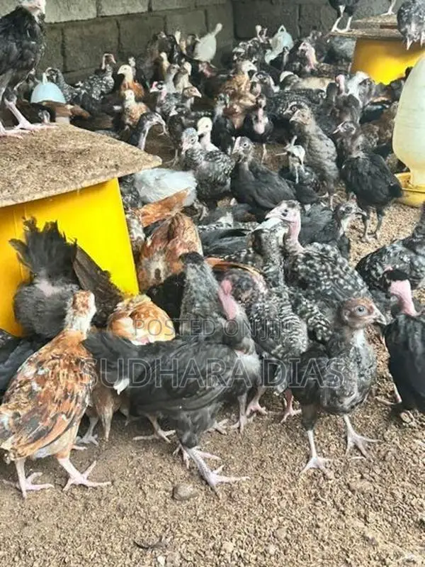 මාස 2 ගම් කිකිළි පැටව්