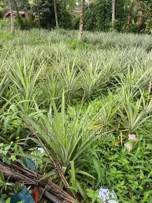 අන්නාසි පැළ
