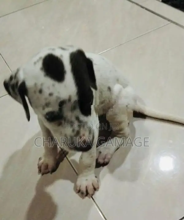 Delmation Dog