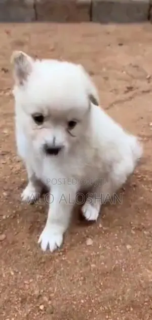 Lion Pomeranian Puppy