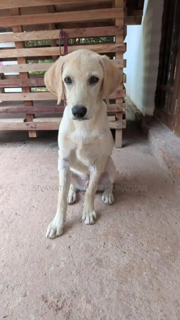 Labrador Puppy