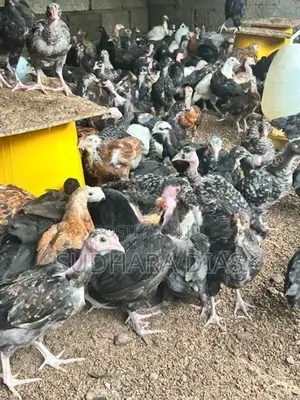 මාස 2 ගම් කිකිළි පැටව්