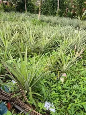 අන්නාසි පැළ