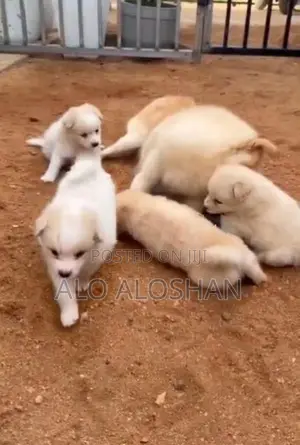 Lion Pomeranian Puppy
