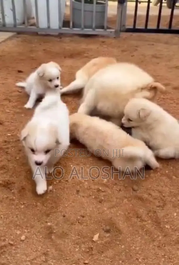 Lion Pomeranian Puppy