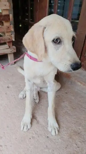 Labrador Puppy