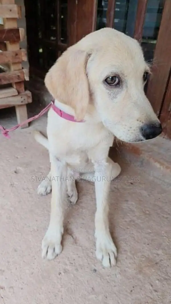 Labrador Puppy