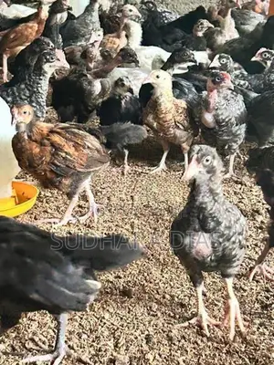 මාස 2 ගම් කිකිළි පැටව්