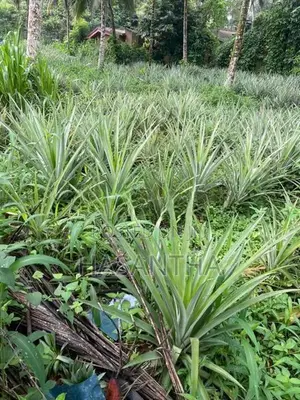 අන්නාසි පැළ