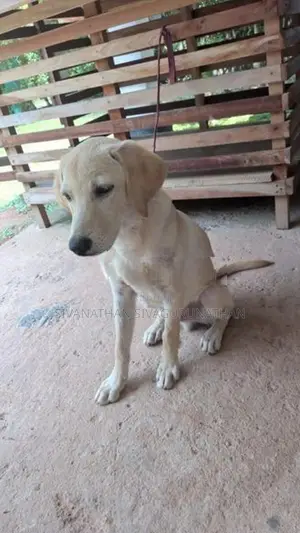 Labrador Puppy
