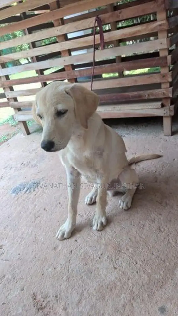 Labrador Puppy