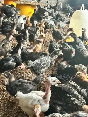 මාස 2 ගම් කිකිළි පැටව්