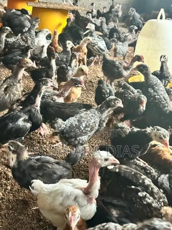 මාස 2 ගම් කිකිළි පැටව්