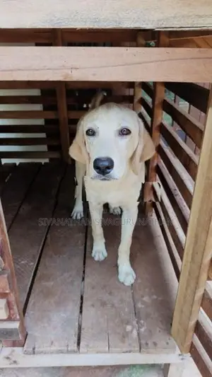 Labrador Puppy