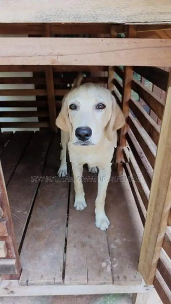 Labrador Puppy