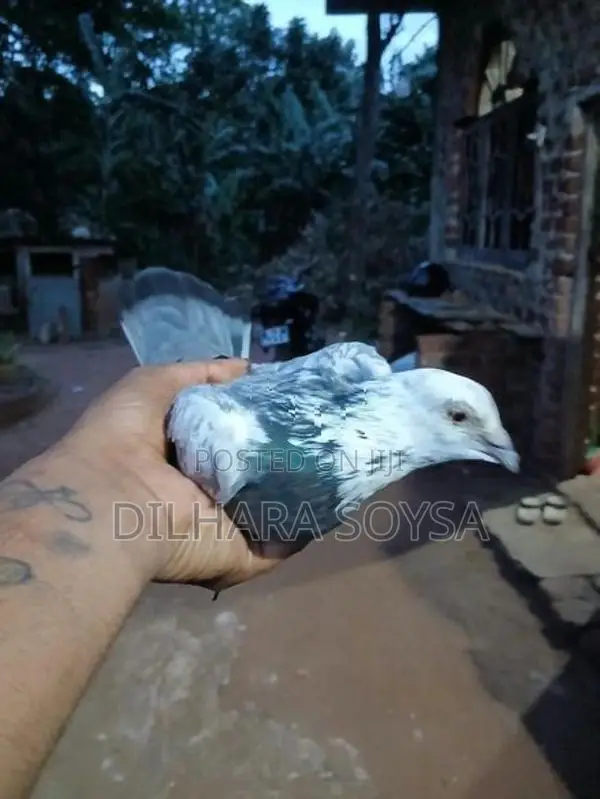 Indian Pigeons