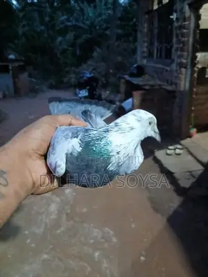 Indian Pigeons