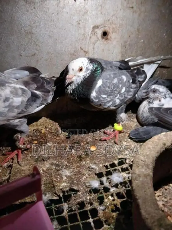 Indian Pigeons