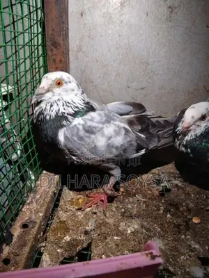 Indian Pigeons