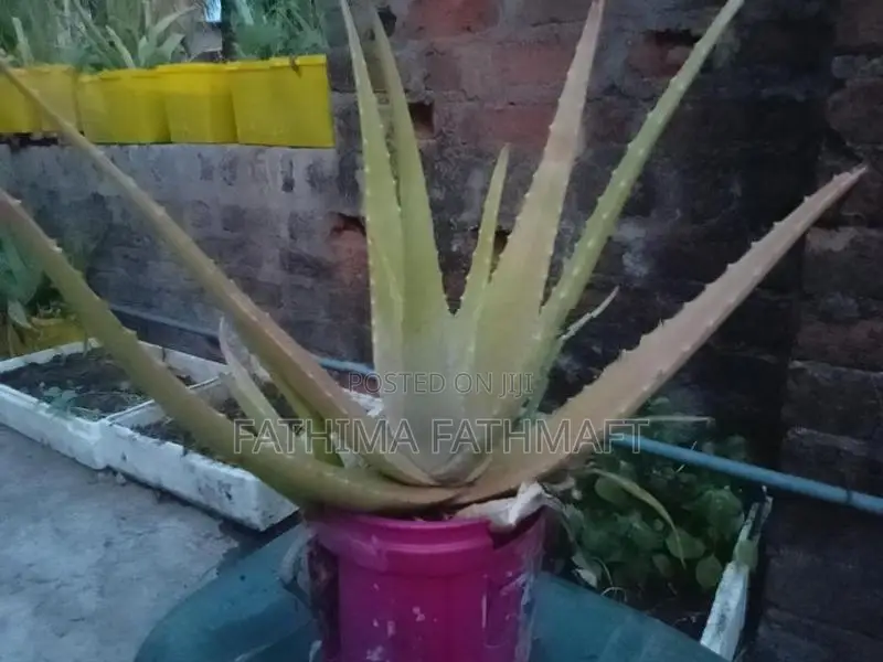 Aloe Vera Plant