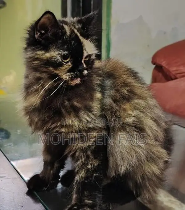 Persian Cat