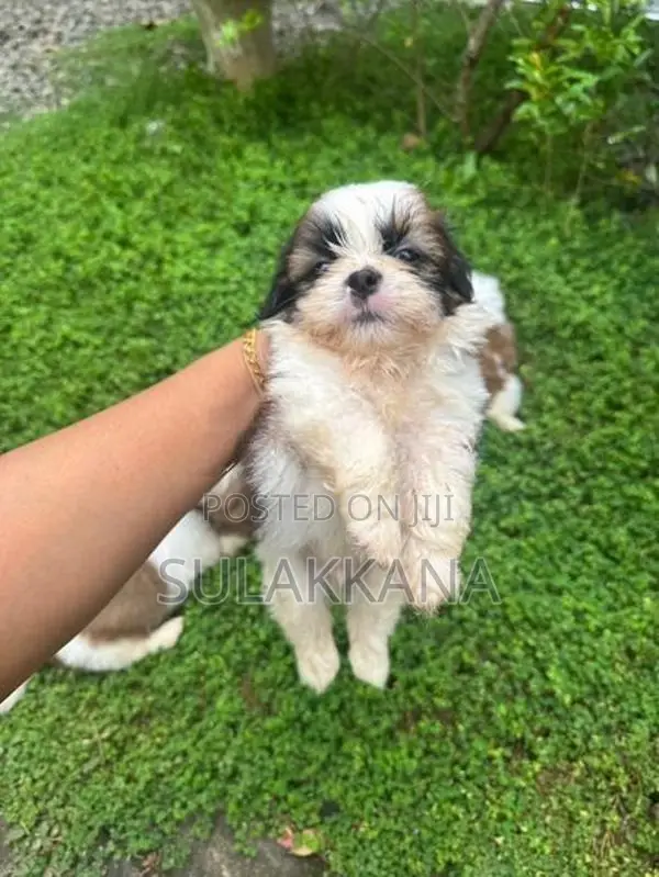 Shih Tzu Puppies