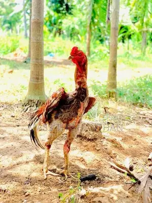 Velladiyan Rooster