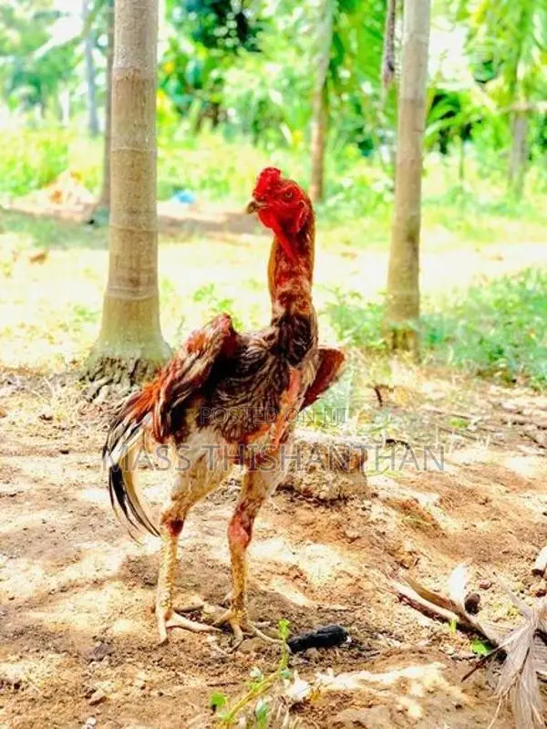 Velladiyan Rooster