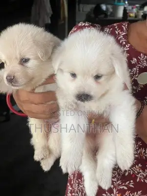 Lion Pomeranian Puppies