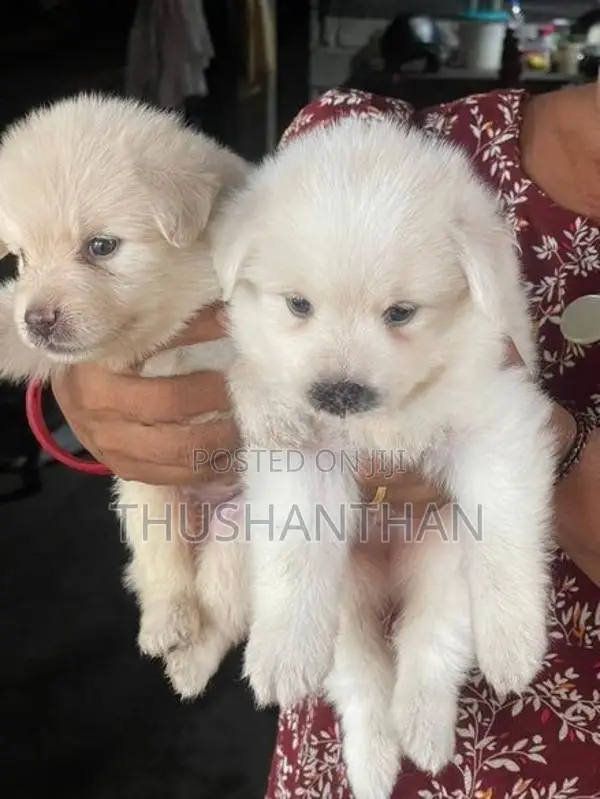 Lion Pomeranian Puppies