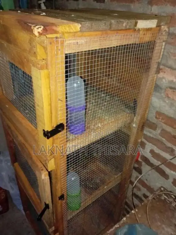 Pigeon Cage