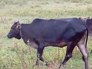 Healthy Farm Cow