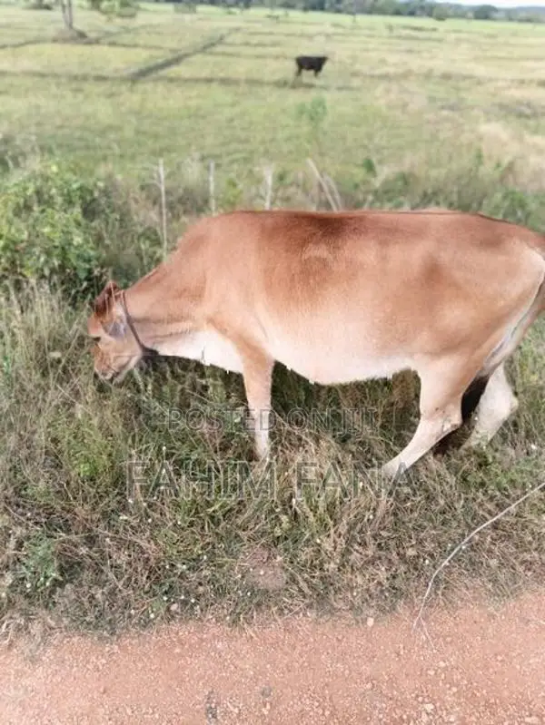 Health Farm Cow