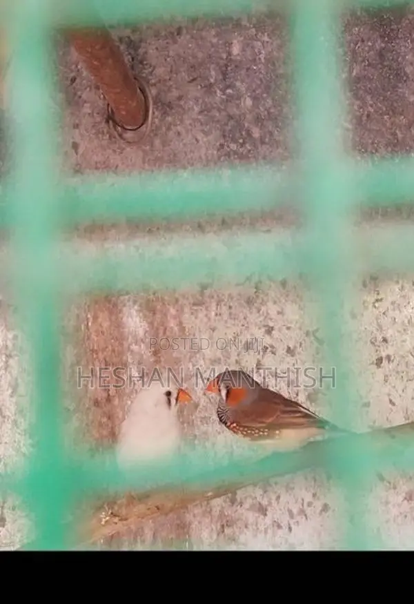 Finchers Birds