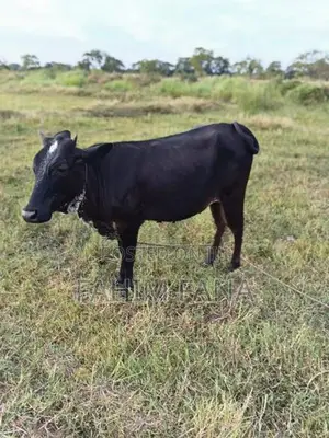 Healthy Farm Cow
