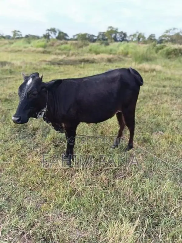 Healthy Farm Cow