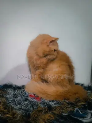 Himalayan Cat